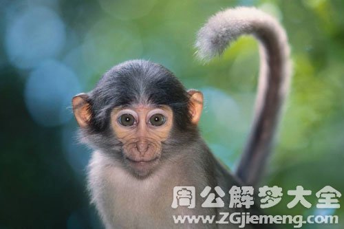 抱小猴子