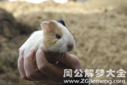 梦见大老鼠在手上撒尿