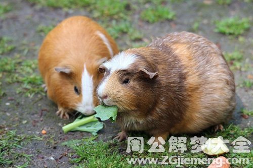 梦见两只大老鼠