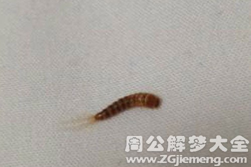 很多肉虫子