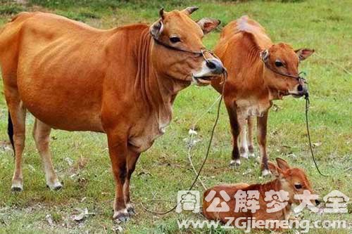 梦见牛打自己