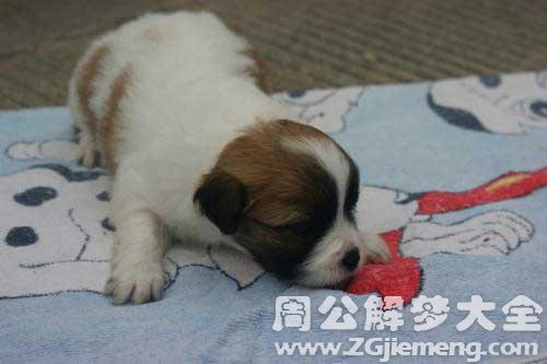 梦见把狗送人