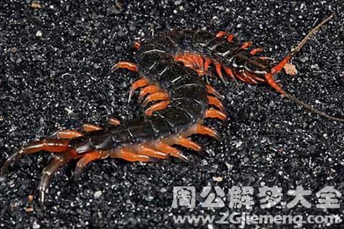 梦见黑色蜈蚣