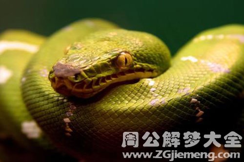 九条蛇