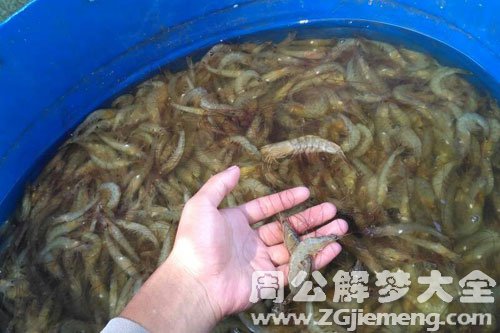 虾