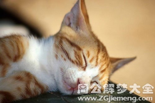 猫被蛇咬死了