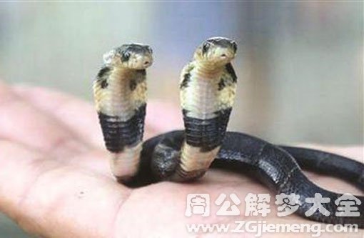 梦见被两头蛇咬 梦见被两头蛇咬