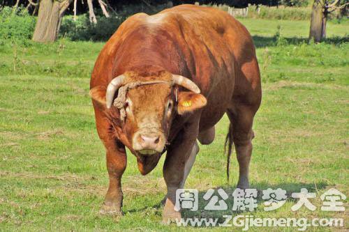 牛哭 牛哭