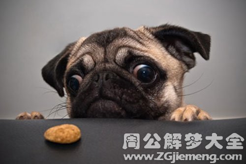 喂狗