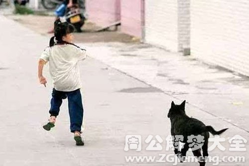 狗追着自己