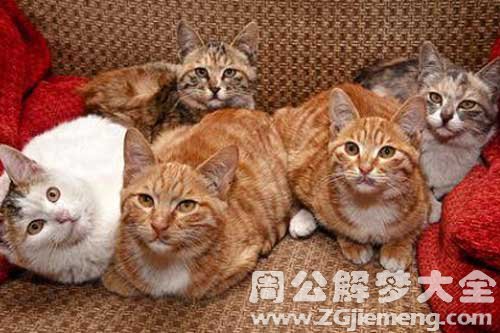 梦见与猫玩耍