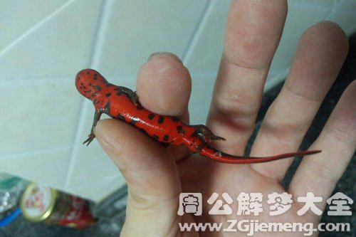 手被虫子咬