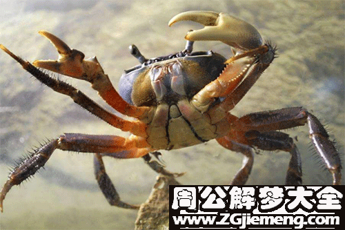 梦见自己被螃蟹咬