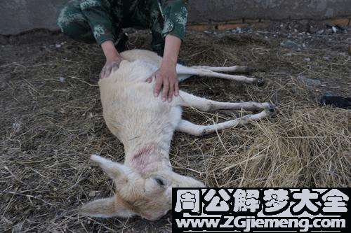 梦见羊受伤