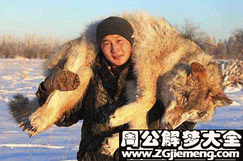 梦见把狼杀了