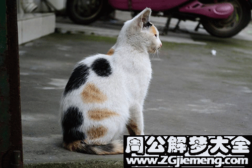 梦见猫走了