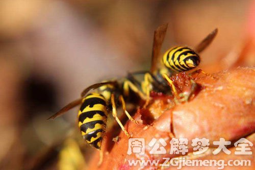梦见蜜蜂咬我