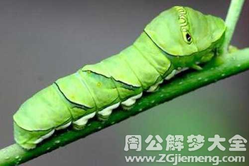 梦见吃出虫子