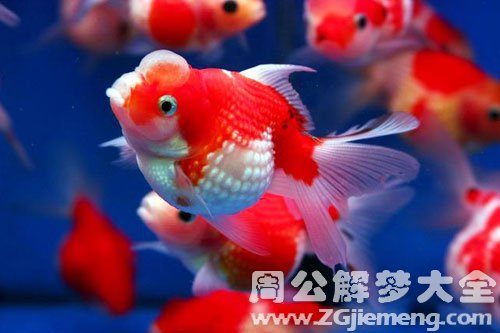 红色的金鱼