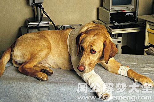梦见狗狗流血了
