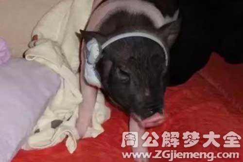 梦见猪在睡觉