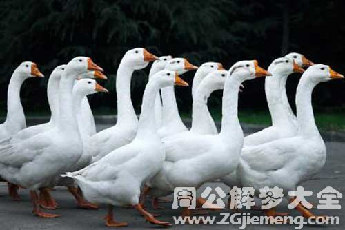 梦见烤鹅