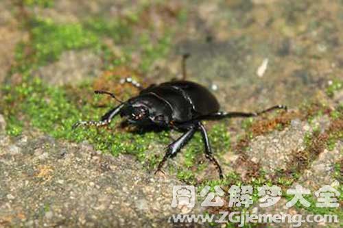 梦见硬壳虫