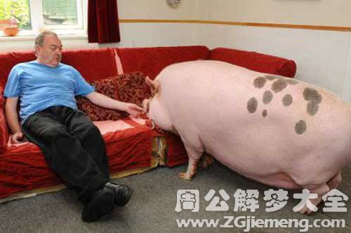 梦见一头肥猪