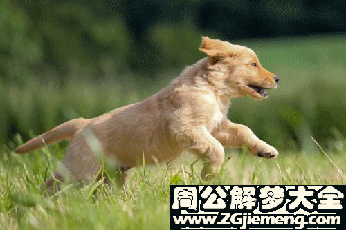 梦见狗追着跑
