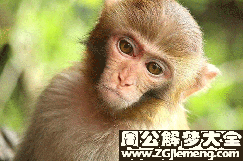 梦见猴子什么意思 梦见猴子什么意思