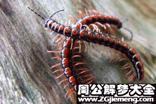 梦见蜈蚣虫