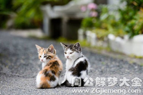 好多的猫