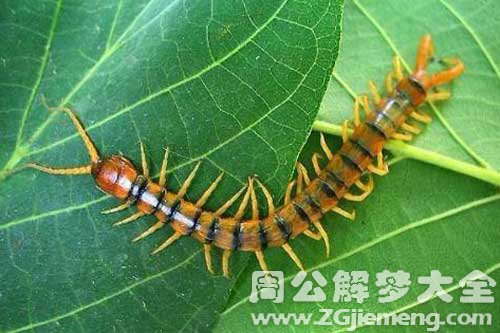 梦见蜈蚣咬脚