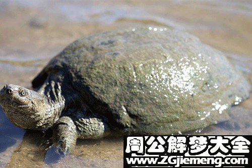 梦见鳖