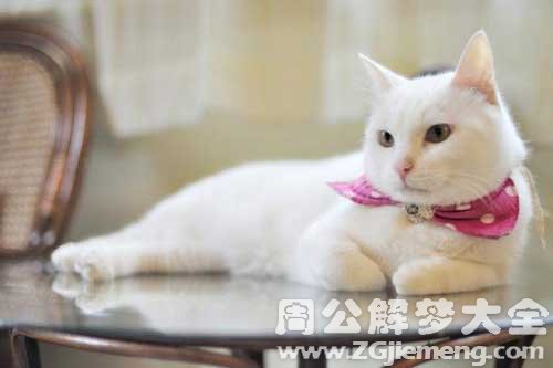 梦见把猫杀死