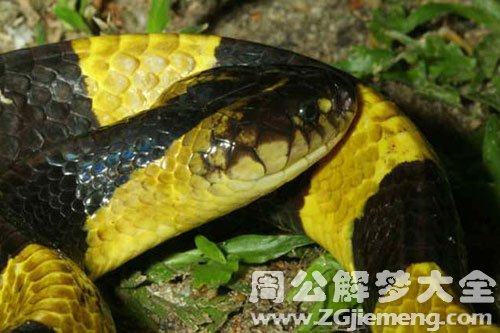 金黄蛇