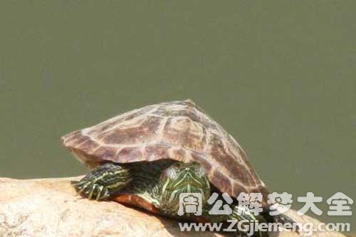 梦见乌龟爬