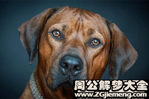 梦见把狗丢了