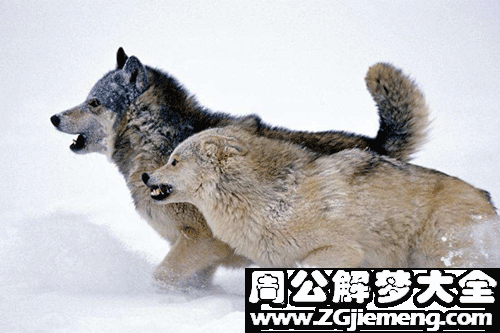 梦见自己是狼