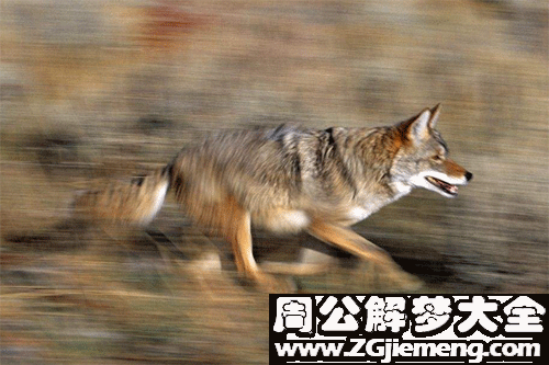 狼