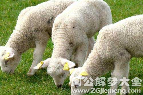 梦见棉羊 梦见棉羊