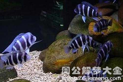 梦见好多种鱼