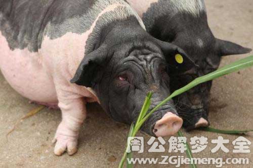 梦见很多肥猪