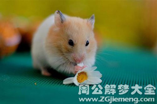 自己是老鼠