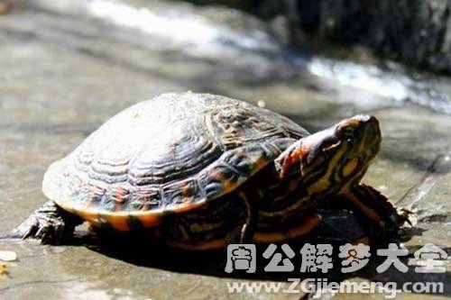 梦见蛇乌龟 梦见蛇乌龟