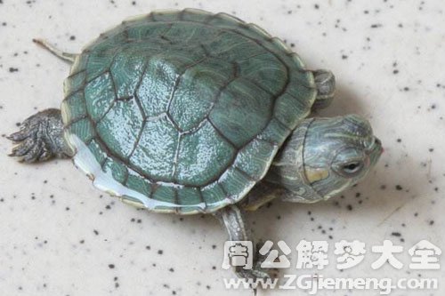 乌龟