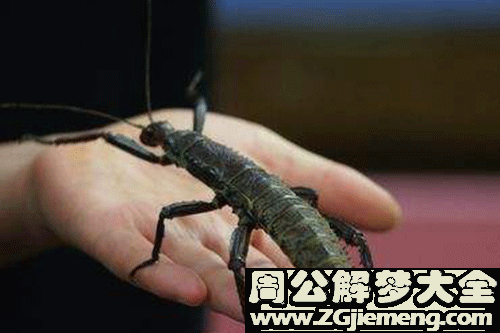 虫子