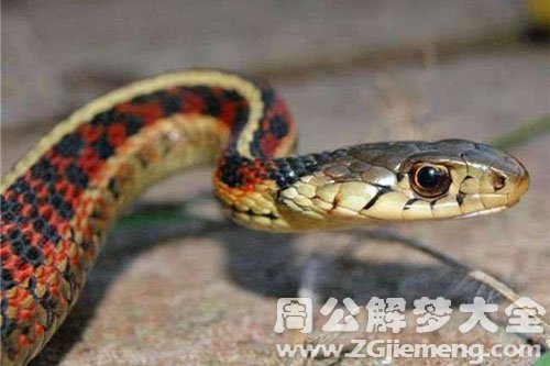 杀死小蛇