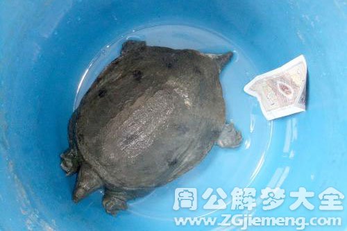 放生甲鱼