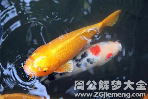 鲤鱼 鲤鱼